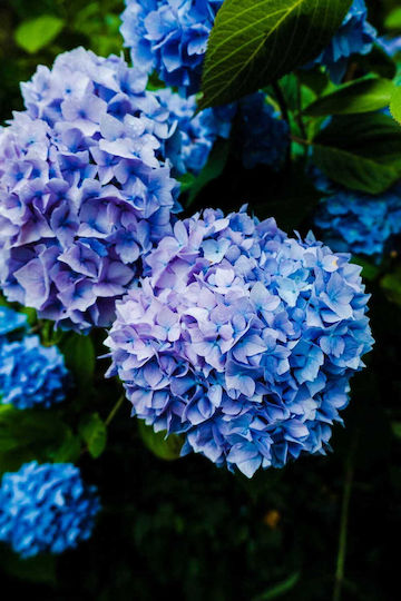 Florovit Liquid Fertilizer Hydrangeas 1l Mineral