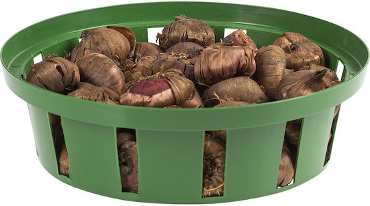Form Plastic Πιάτο Γλάστρας Πλαστικό Grass Green 23x23εκ.