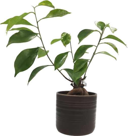Σύνθεση Ficus Bonsai Κεραμικό Κασπώ Dark-oak