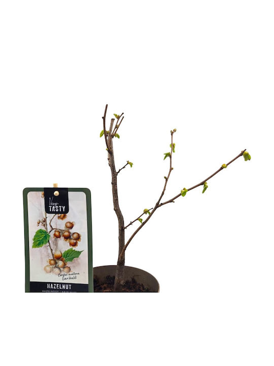 Λευκή Φουντουκιά ”corylus Garibaldi” – Φυτό Λευκή Φουντουκιά ”corylus Garibaldi” – Φυτό