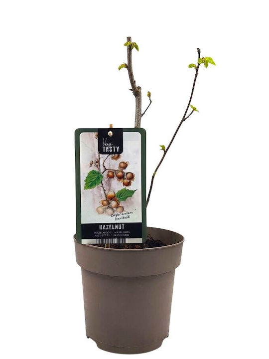 Бяло Хейзъл ”corylus Garibaldi” – Растение