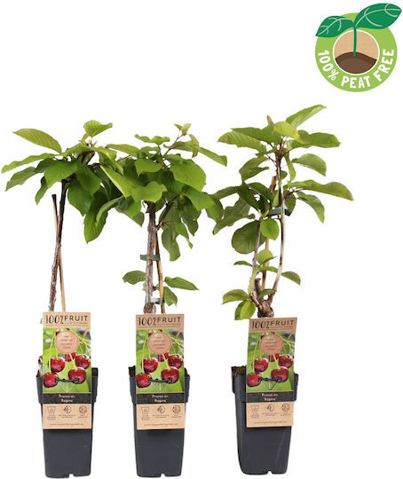 Череша Regina – Prunus Avium 15 см