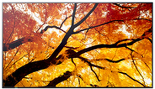 Sharp 60006053 Public Display 42.5" 4K UHD