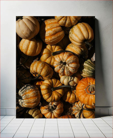 Colorful Gourds Πολύχρωμες Κολοκύθες Colorful Gourds Πολύχρωμες Κολοκύθες