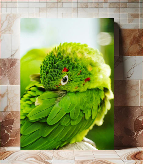 Colorful Parrot Close-up Πολύχρωμο Παπαγάλος Κινηματογράφηση Σε Πρώτο Πλάνο Colorful Parrot Close-up Πολύχρωμο Παπαγάλος Κινηματογράφηση Σε Πρώτο Πλάνο