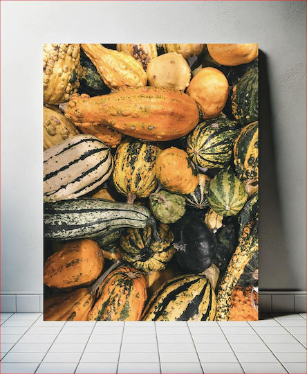 Colorful Gourds Πολύχρωμες Κολοκύθες 1 Colorful Gourds Πολύχρωμες Κολοκύθες 1