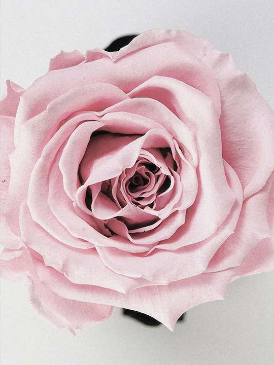 Poster Rose Pst2521 40cm X 50cm Premium Black Wooden Frame