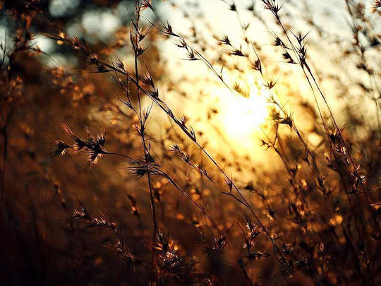 Golden Sunlight P Ξύλινο