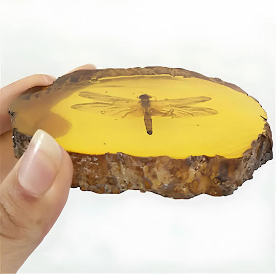 Amber Dragonfly – Amber Imitation Realistic Insect Decorative Embedded Insect Ideal for Collections Educational Purposes