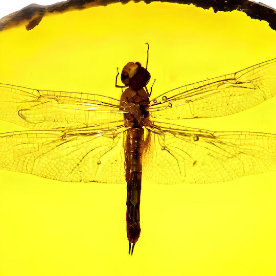Amber Dragonfly – Amber Imitation Realistic Insect Decorative Embedded Insect Ideal for Collections Educational Purposes