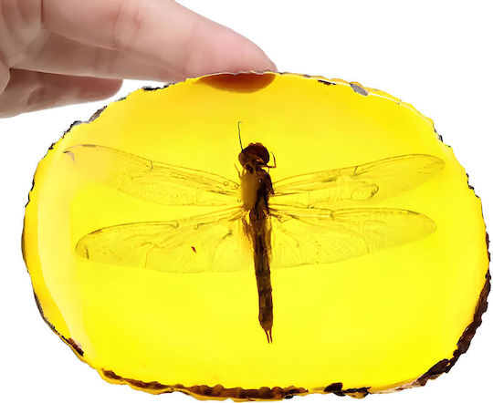 Amber Dragonfly – Amber Imitation Realistic Insect Decorative Embedded Insect Ideal for Collections Educational Purposes