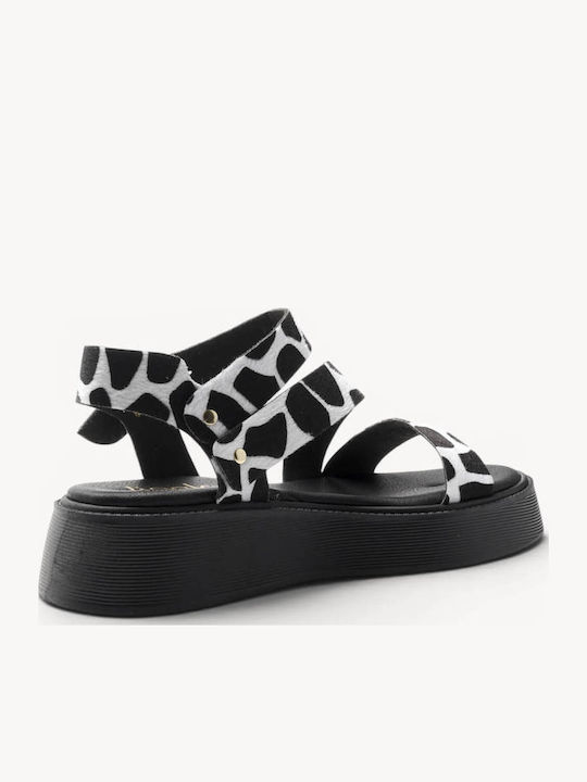 Black Cow Print Flatforms Soft Sole Gold Buckle