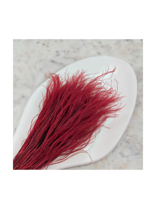 Dried Stipa Feather Grass Stipa Pennata Burgundy