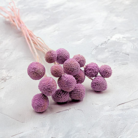 Dried Craspedia Craspedia Extra Purple Bouquet 15 Pcs