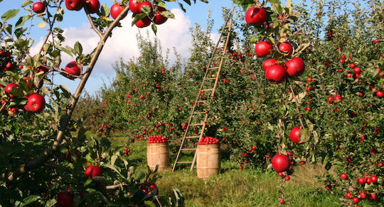 Plantella Тор За Плодородни Дървета Лозя Картофи Бор 3 Кг