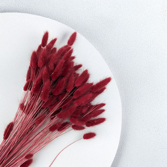 Dried Lagurus Bunny Tail Grass Burgundy