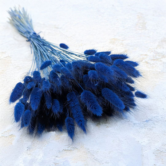 Dried Lagurus Bunny Tail Grass Dark Blue