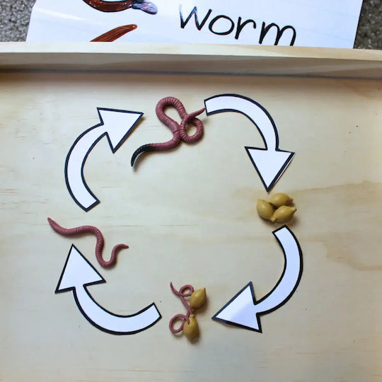 Safari Ltd Life Cycle of a Worm Εκπαιδευτικό Παιχνίδι Γνώσεων για 4+ Ετών