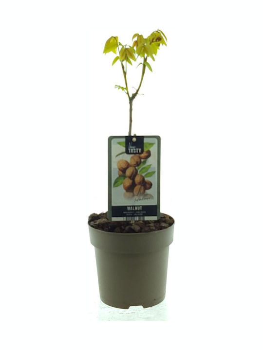 Walnussbaum Juglans Regia