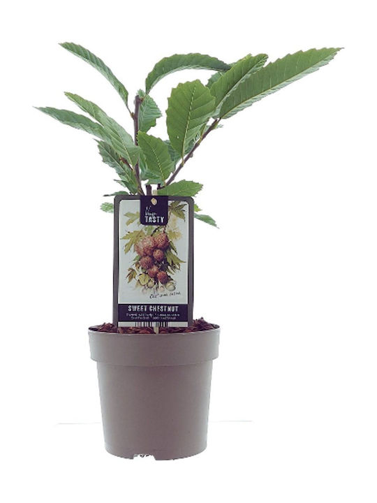 Europäische Kastanie – Castanea Sativa
