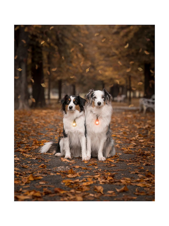 Orbiloc Hundehalsband Beleuchtetes Türkises Licht Orbiloc Hundehalsband Beleuchtetes Türkises Licht