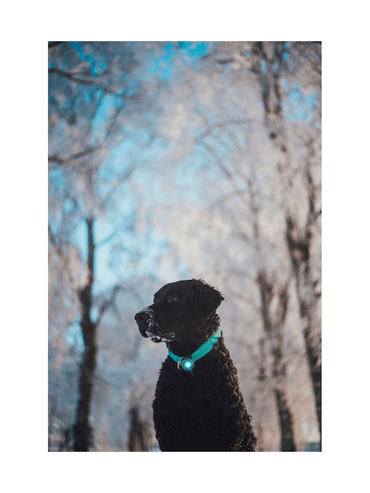 Φωτάκι Orbiloc Dog Dual Amber
