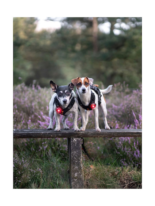 Light Orbiloc Dog Dual Blue