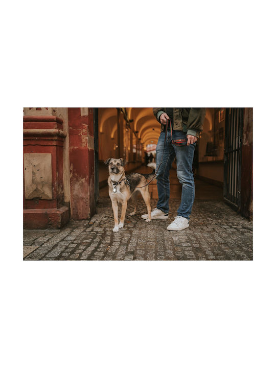 Orbiloc Hundehalsband Beleuchtetes Türkises Licht