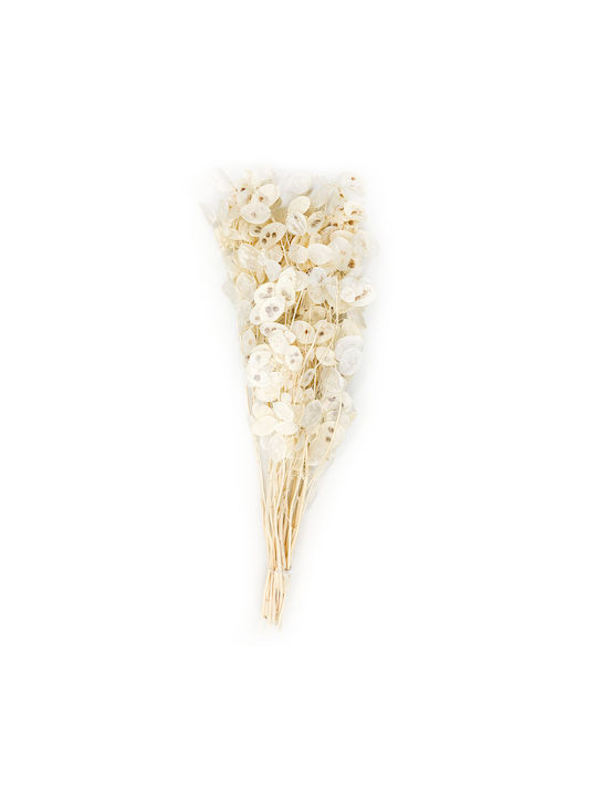 Monatliche Weiße Lunaria Gebleicht Polish