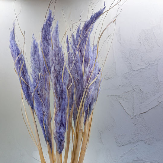 Mini Pampas Grass Lavandă 10 Bucăți