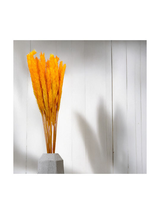 Mini Pampas Grass Orange