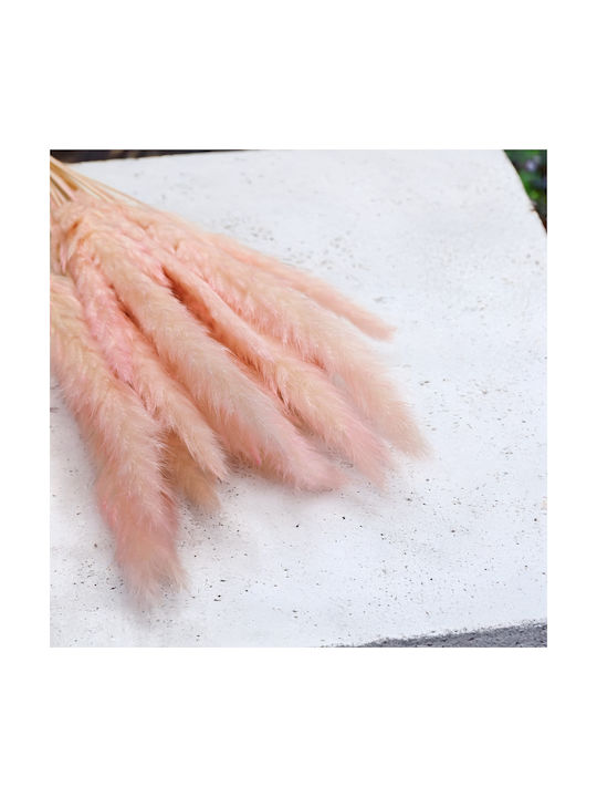 Mini Pampas Grass Pink