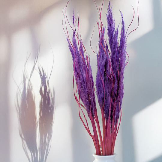 Mini Pampas Grass Lilac 10pcs