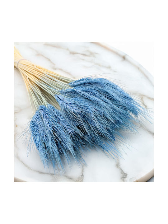 Dried Triticale Niebieske