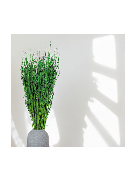 Lepidium Lepidium Sativum Verde