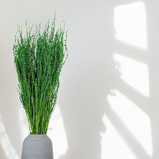 Lepidium Lepidium Sativum Green