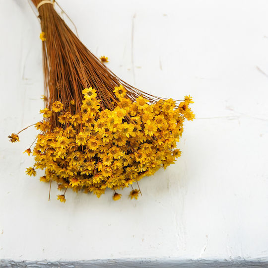 Glixia Dried Gliksja Comanthera Yellow