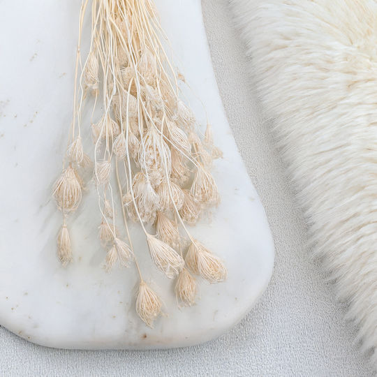 Fenchel Getrocknet
