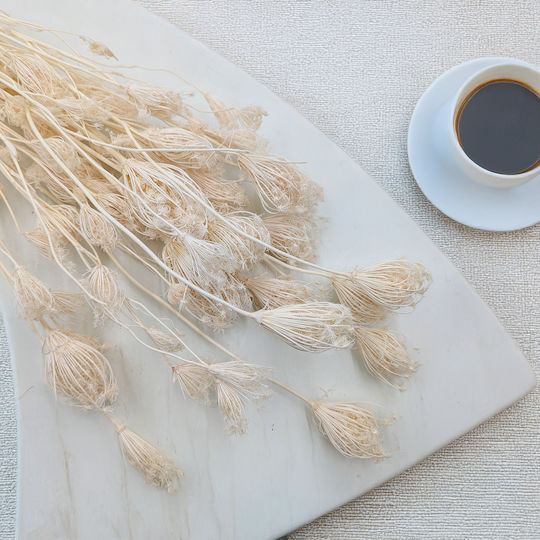 Fenchel Getrocknet