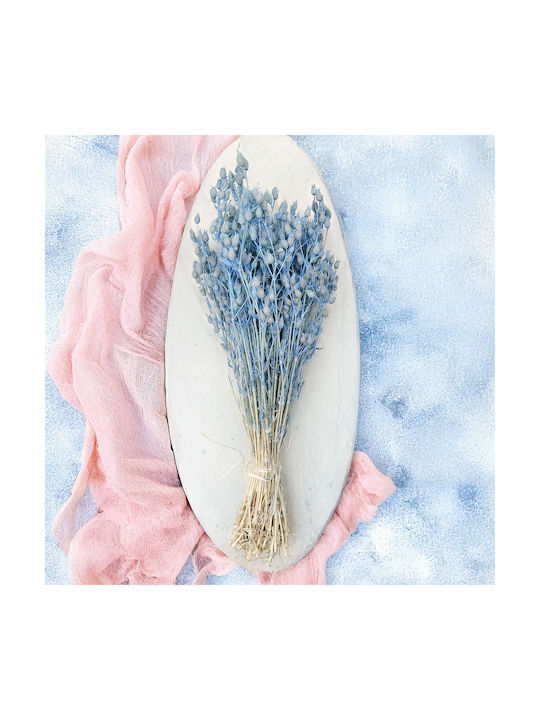 Bladder Campion Silene Light Blue