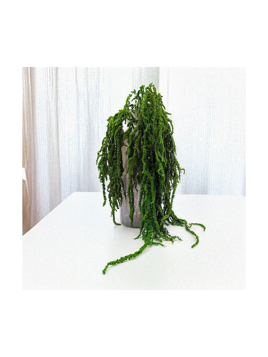Stabilized Amaranth Green Amaranth