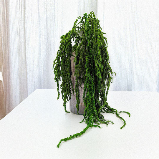 Amarant Stabilizat Amarant Verde
