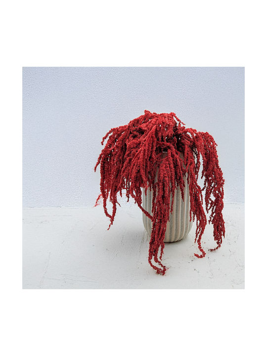 Stabilized Amaranth Red Amaranth