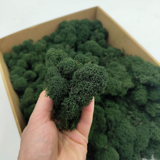 Reindeer Moss Finnish Cleaned Dark Green 500g Net