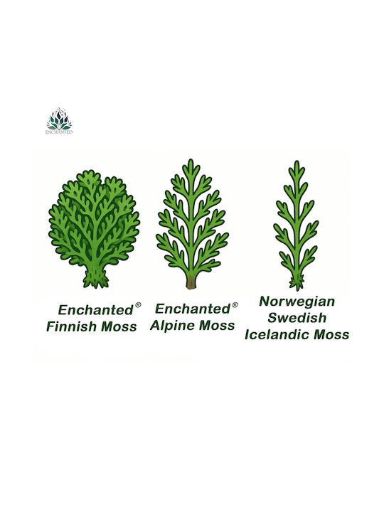 Reindeer Moss Finnish Cleaned Bottle Green 500g Net