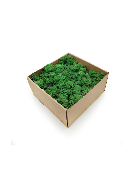 Reindeer Moss Lichen Norway Shade Grass 500g Netto