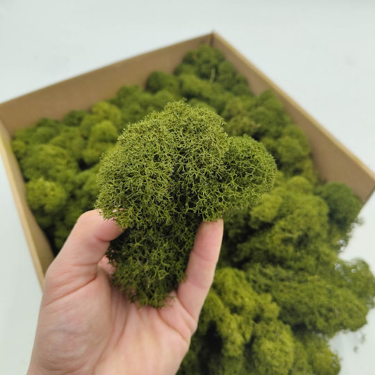 Reindeer Moss Finnish Cleaned Olive 50g Net