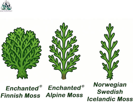 Reindeer Moss Finnish Cleaned Olive 50g Net