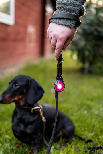 Lumină Orbiloc Dog Dual Auriu