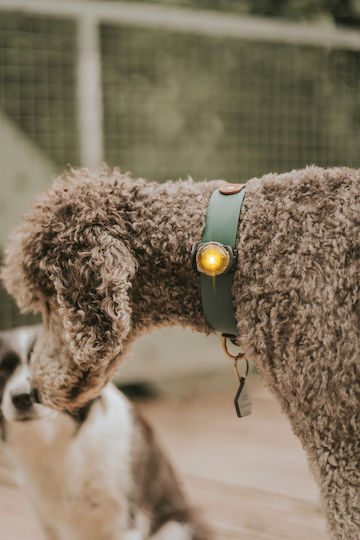 Lumină Orbiloc Dog Dual Auriu